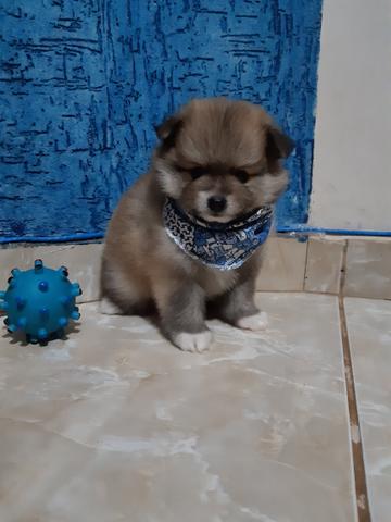 Lindos filhotes de Spitz Alemão!!! - Foto 4