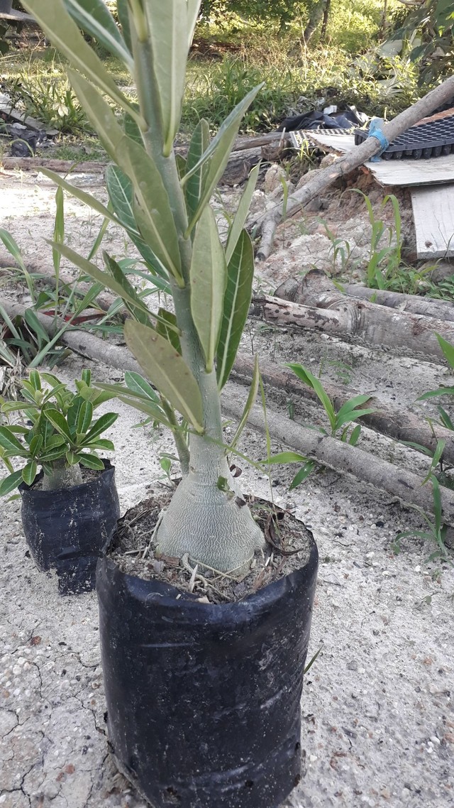 Rosa deserto  cavalo  para enxertos