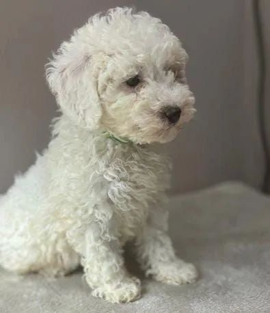 Filhotes de Poodle fofurinhas  - Foto 3