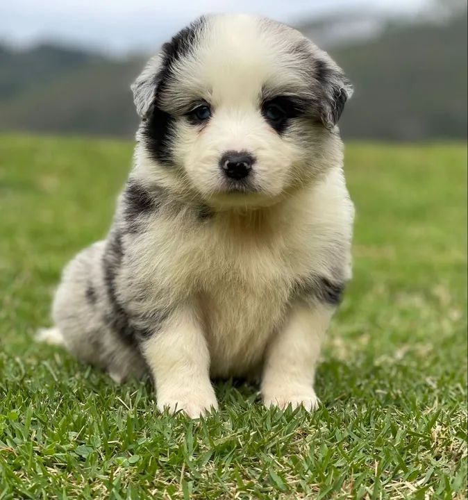 Filhote de Border Collie - Fofo e Brincalhão - Foto 3