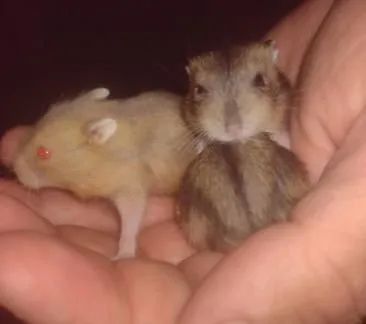 Hamster ? Anão Russo - Foto 5