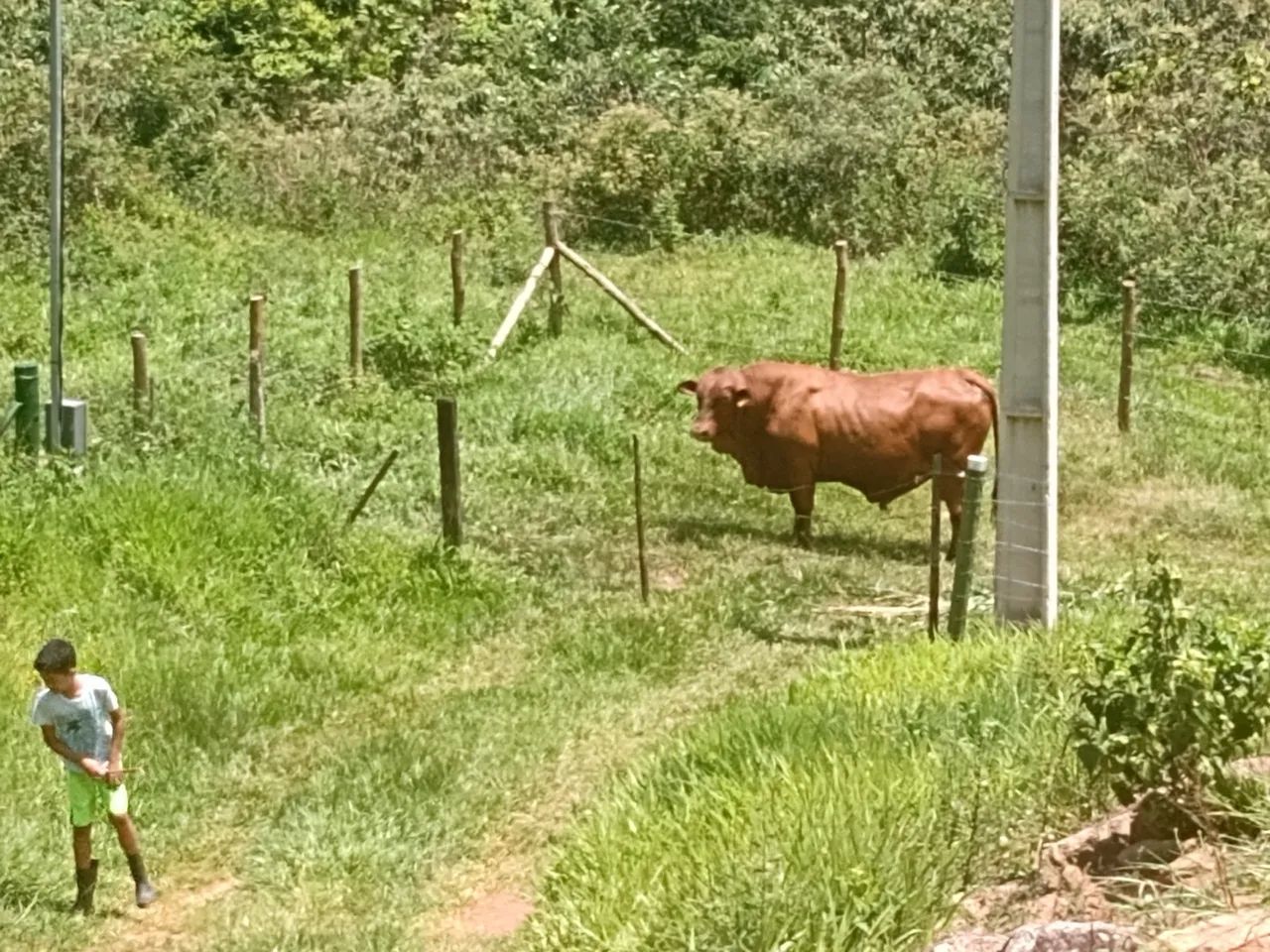 Touro Senepol, para venda.  - Foto 2