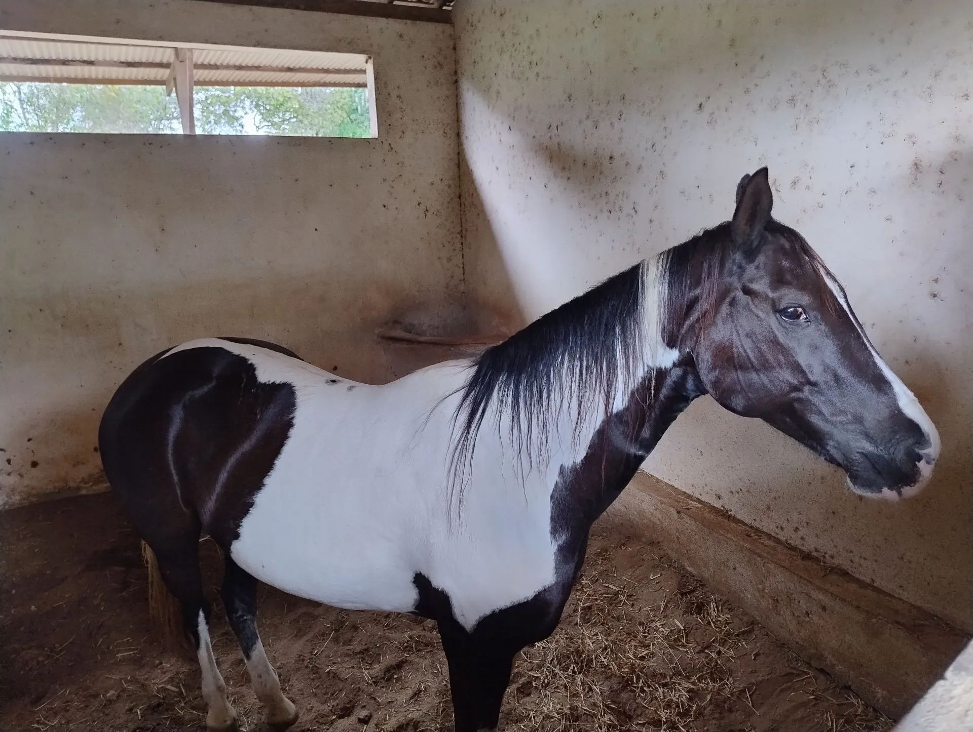 Cavalo Paint Horse - Adulto - Doma - Foto 3