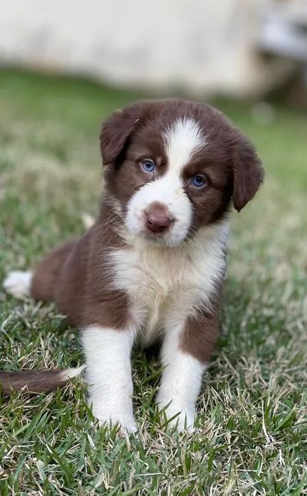 Filhote de Border Collie - Fofo e Brincalhão - Foto 4