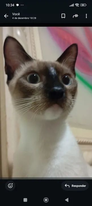 PRECISO DE UM LAR, ALGUÉM QUER ME ADOTAR? - Foto 3