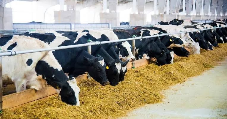 Vacas Girolando Leiteiras - Produção Alta em até 12 X - Foto 6