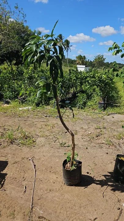 Frutíferas qualidade Premium, diretamente de minas!