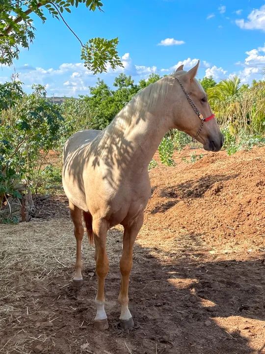 Garanhão PaintHorse PO - Foto 3