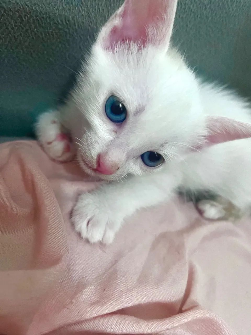 Gatinhos lindos para doação 64169288908417124