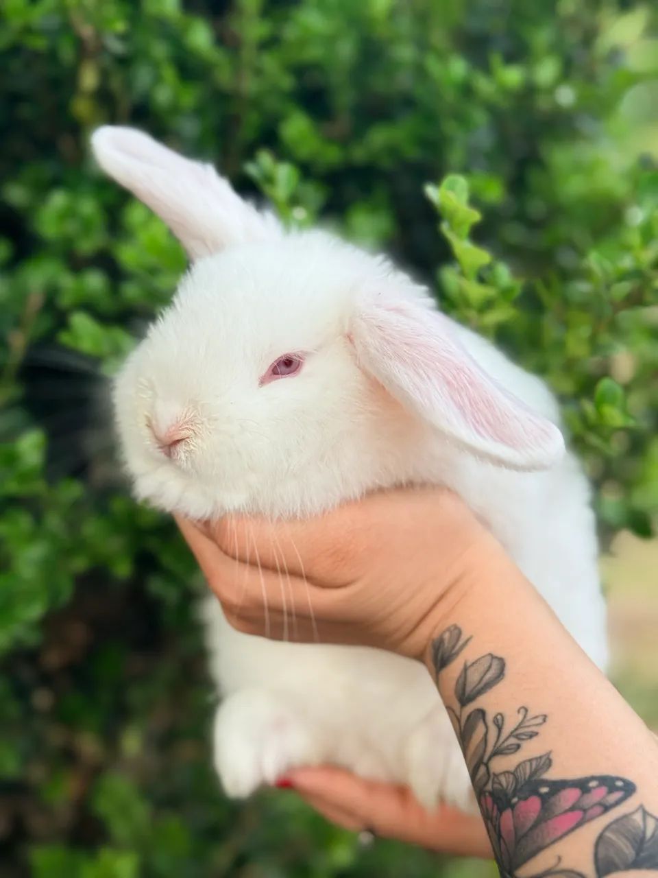 Vendo coelha mini loop 