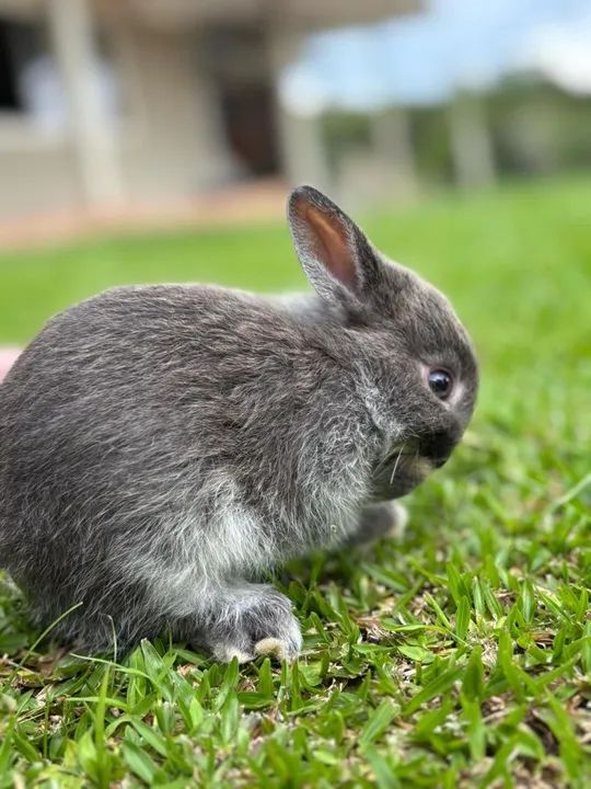 Filhote de mini coelho Netherland - Foto 4