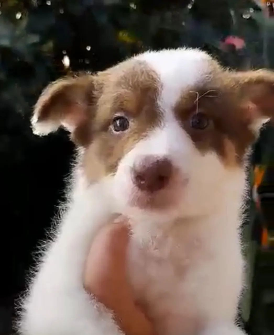 Border Collie Inteligente e Treinável! Entrega Garantida