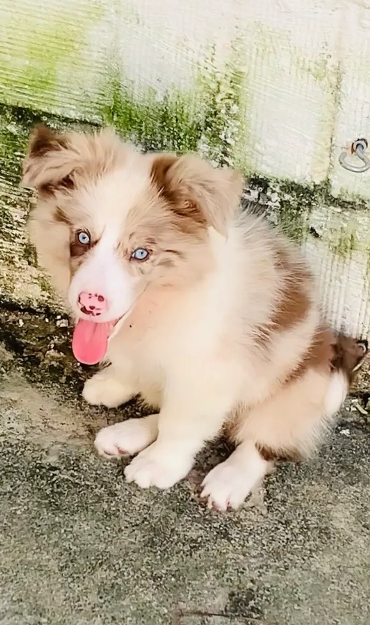 Border Collie Filhote