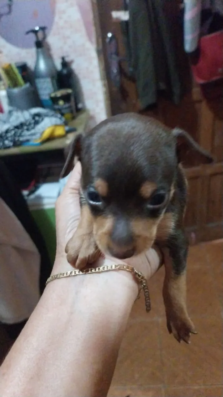 Filhote Pinscher Miniatura - Pelúcia de Bolso!