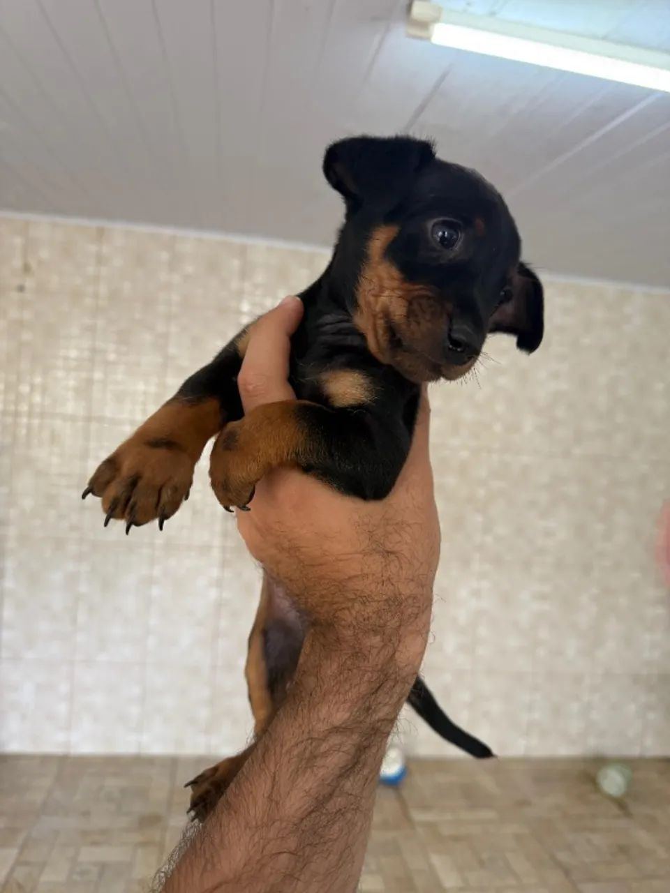 Vendo esse lindo filhote de pinscher 1