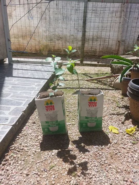 Mudas de Acerola - Foto 4