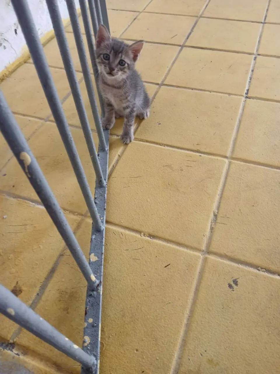 Adorável filhote de gato cinza para adoção