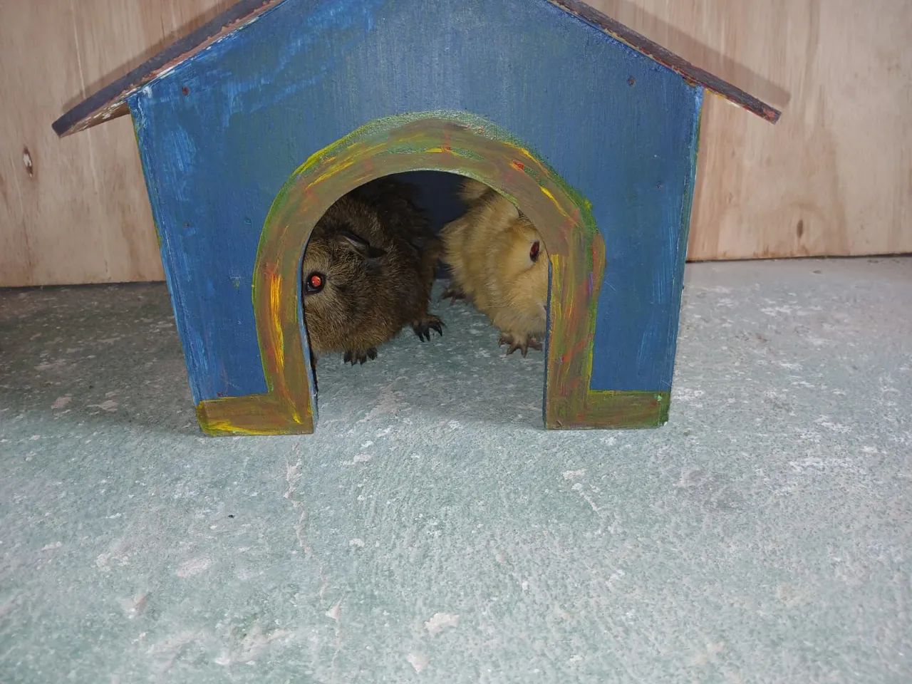 Casa para roedores, venda  - Foto 3