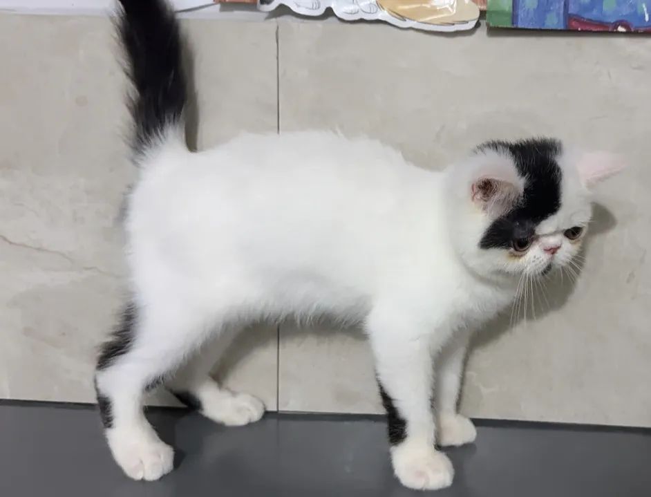 Gato persa exótico com pedigree  - Foto 2