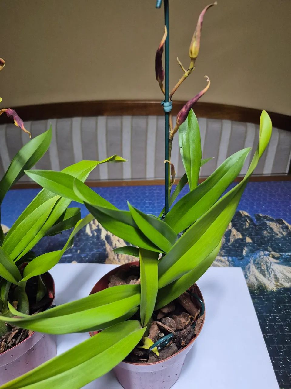 Orquídea Híbrida Oncidium - Foto 3