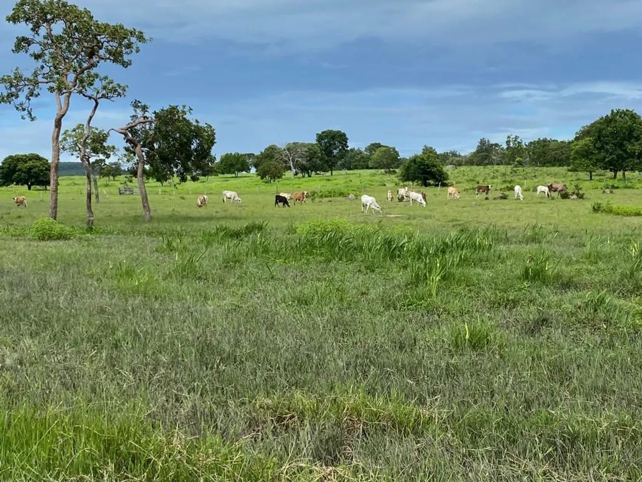 Fazenda plana em Itapirapuã  - Foto 3