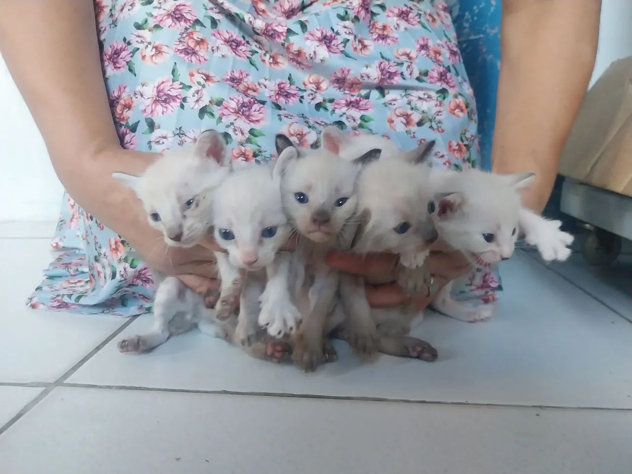 Gatos Siamês para adoção