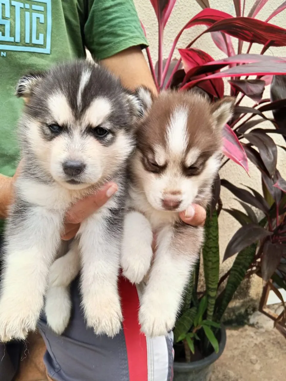 Husky siberiano