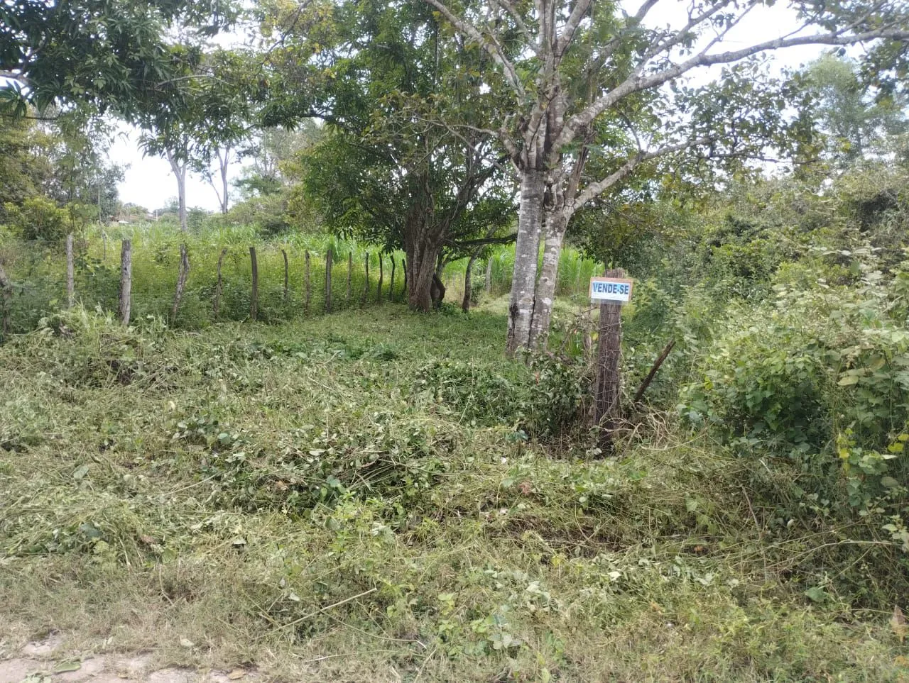 Terreno