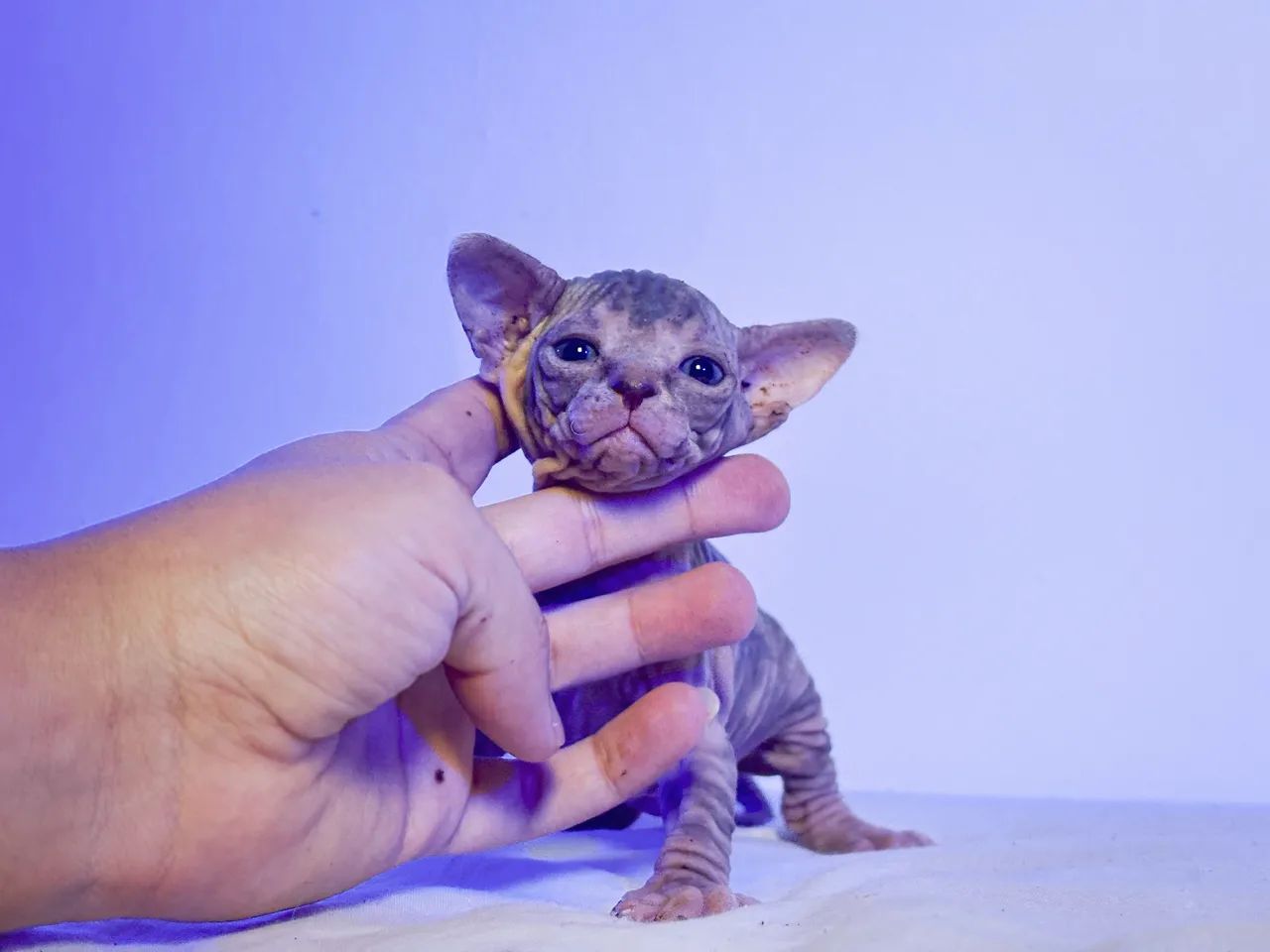 Sphynx - gato sem pêlo - Foto 3