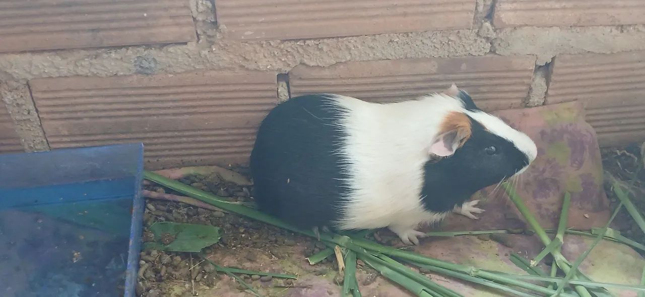 Porquinhos da india saudáveis  - Foto 4