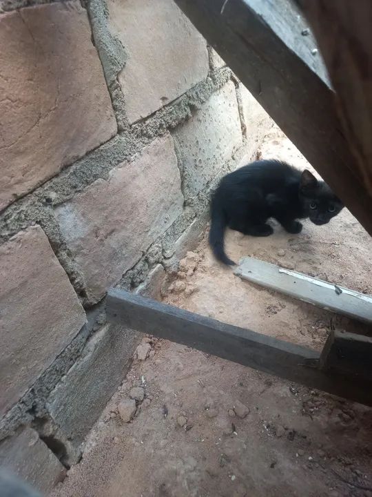  gatinhos fofinhos para adoção! - Foto 4