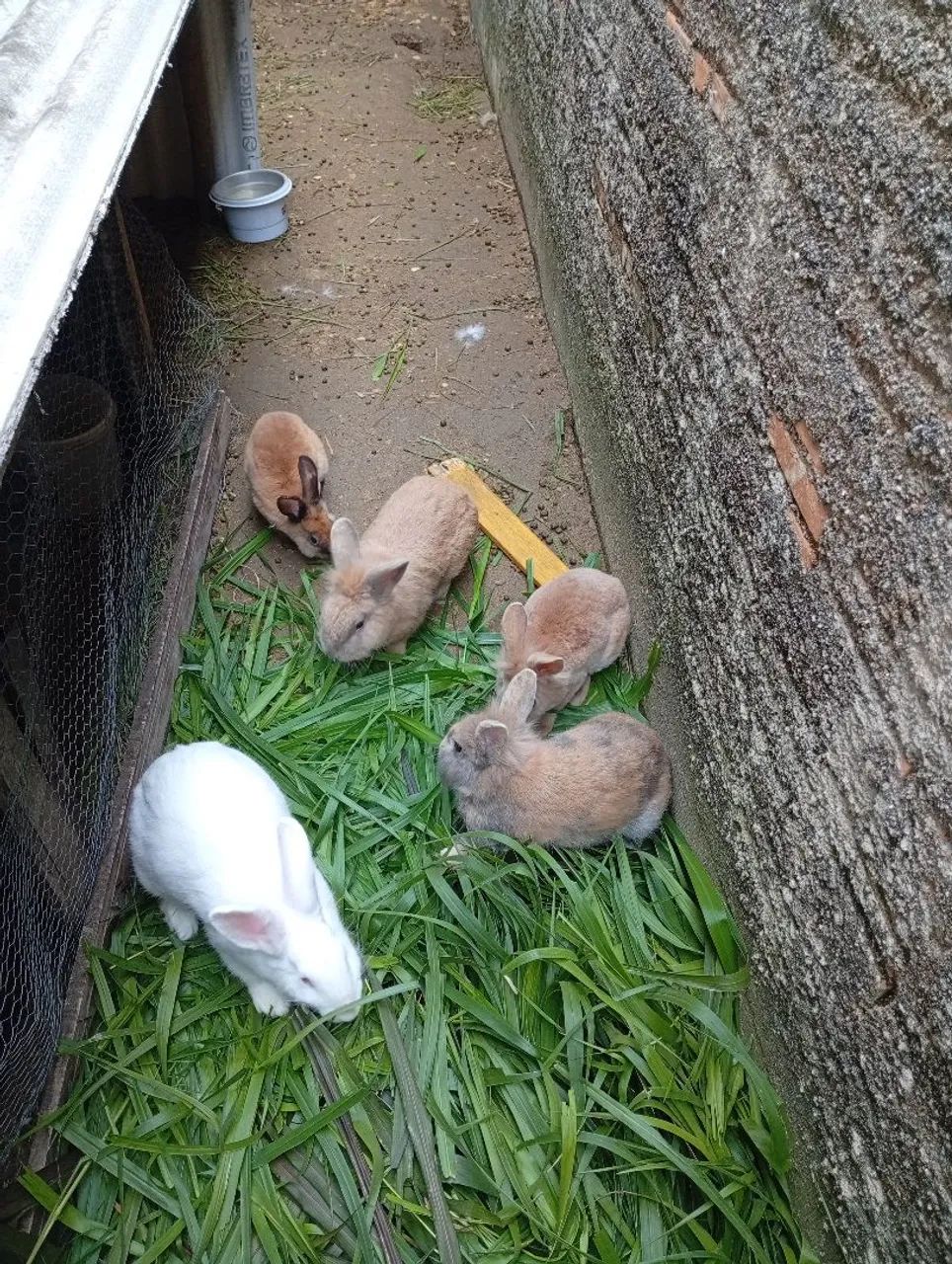 Coelhinhos fofos para vendas - Foto 4