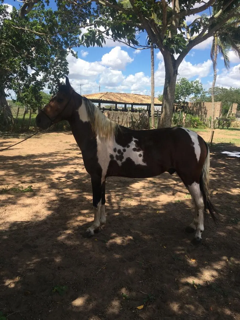 CAVALO MANGA LARGA