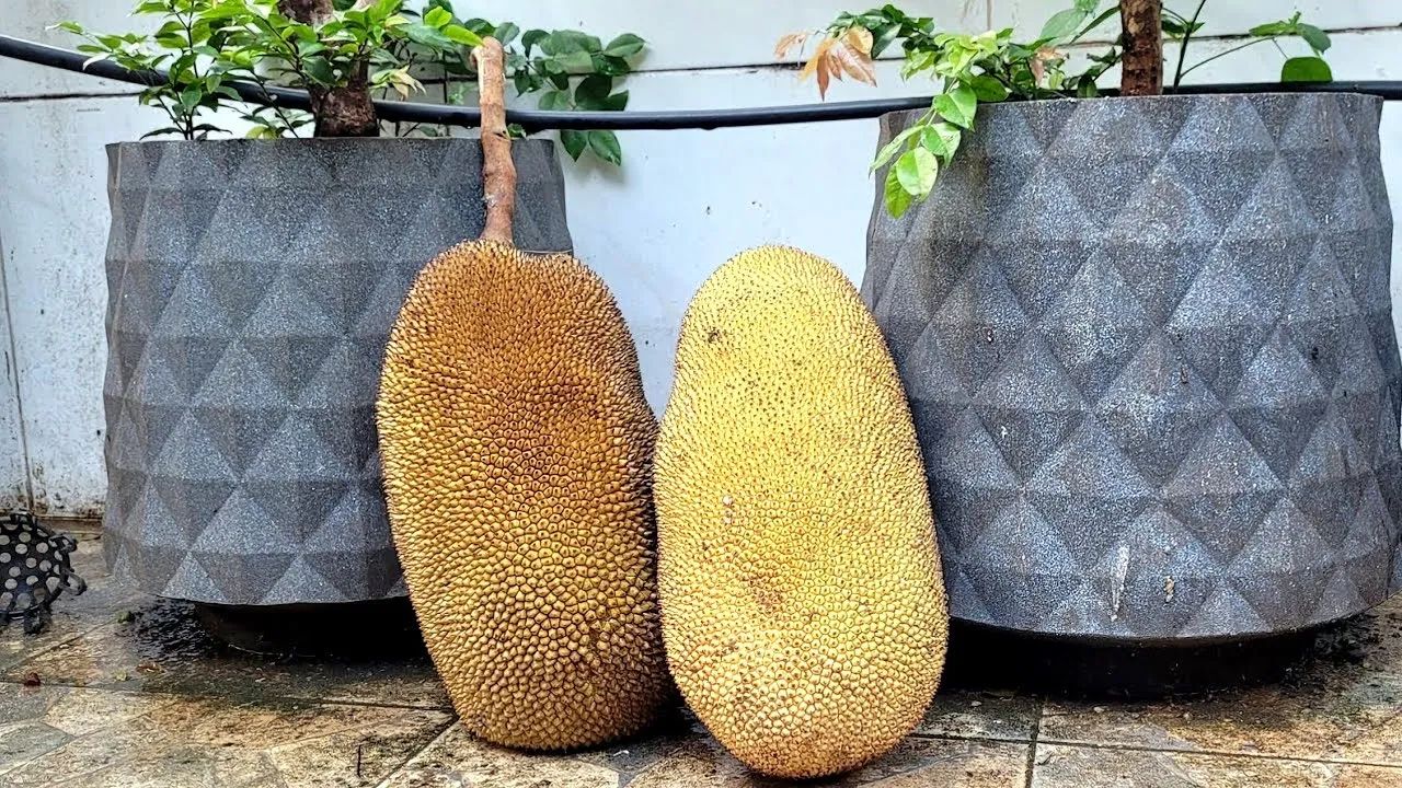 20 jaca mole r$7 reais cada 