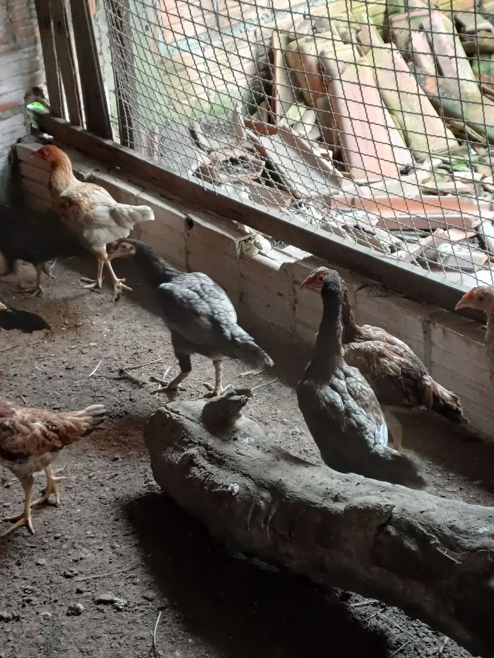 Frango e galinha  - Foto 2
