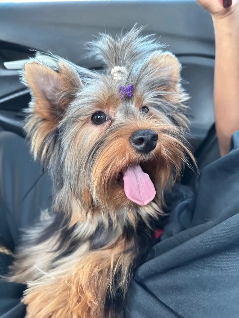 Yorkshire Terrier Fêmea - Foto 2
