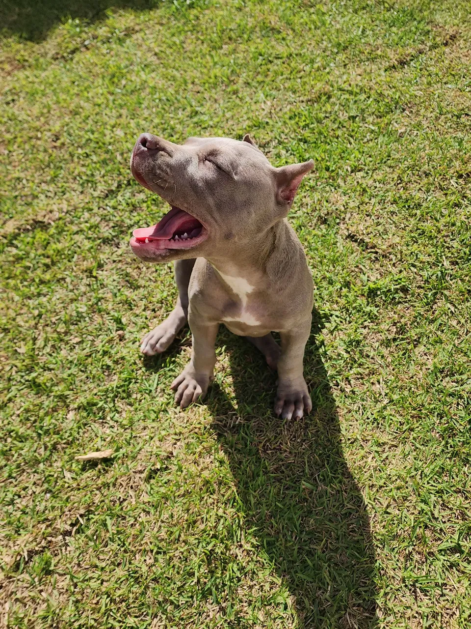 PitMonster cor: LILAC / Pedigree
