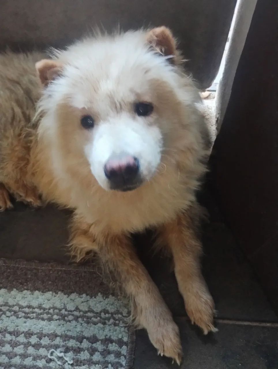 Chow Chow Filhote Fofo para viver grandes emoções ? - Foto 2