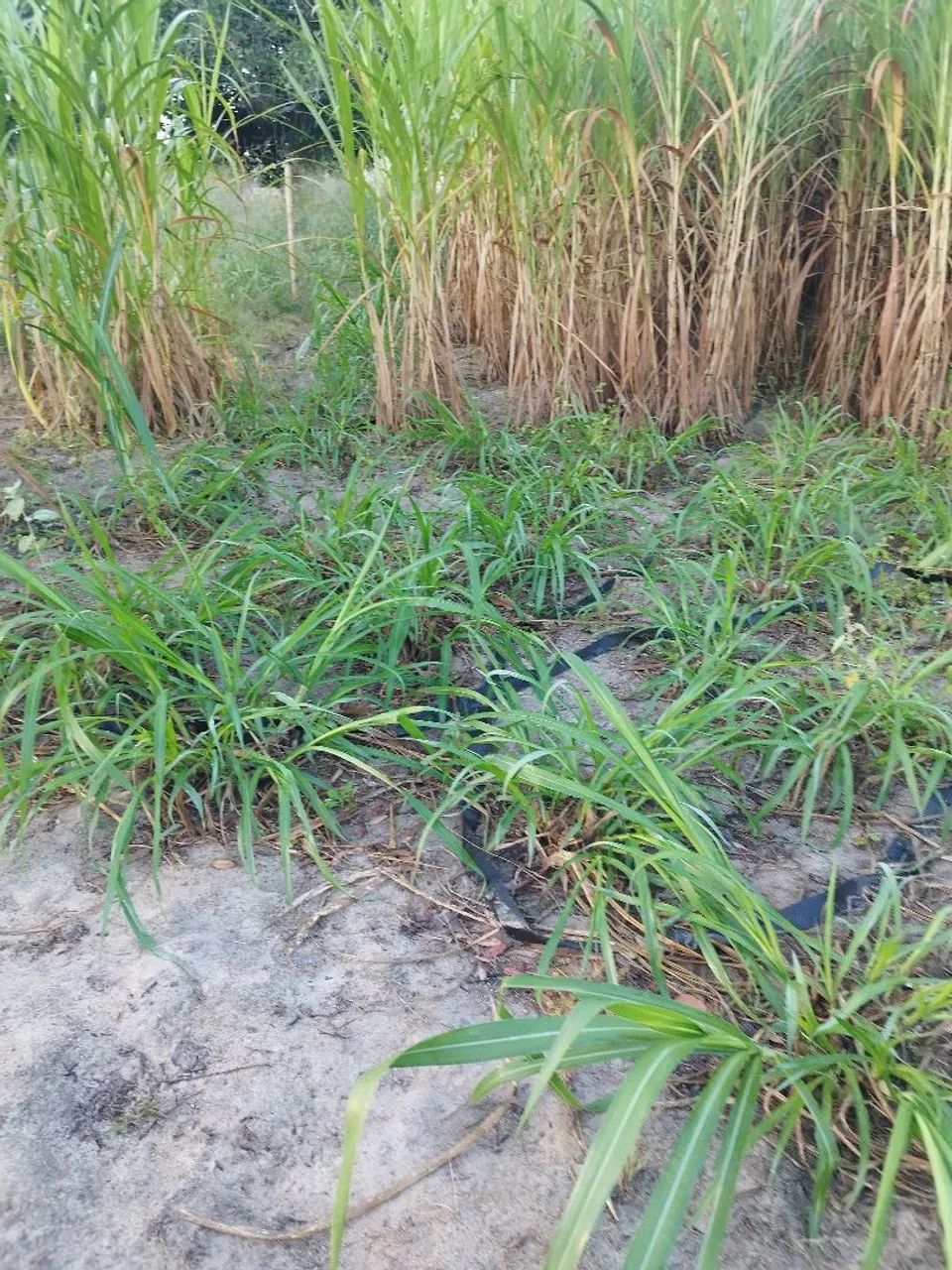 Mudas de BRS Capiacu  - Foto 4