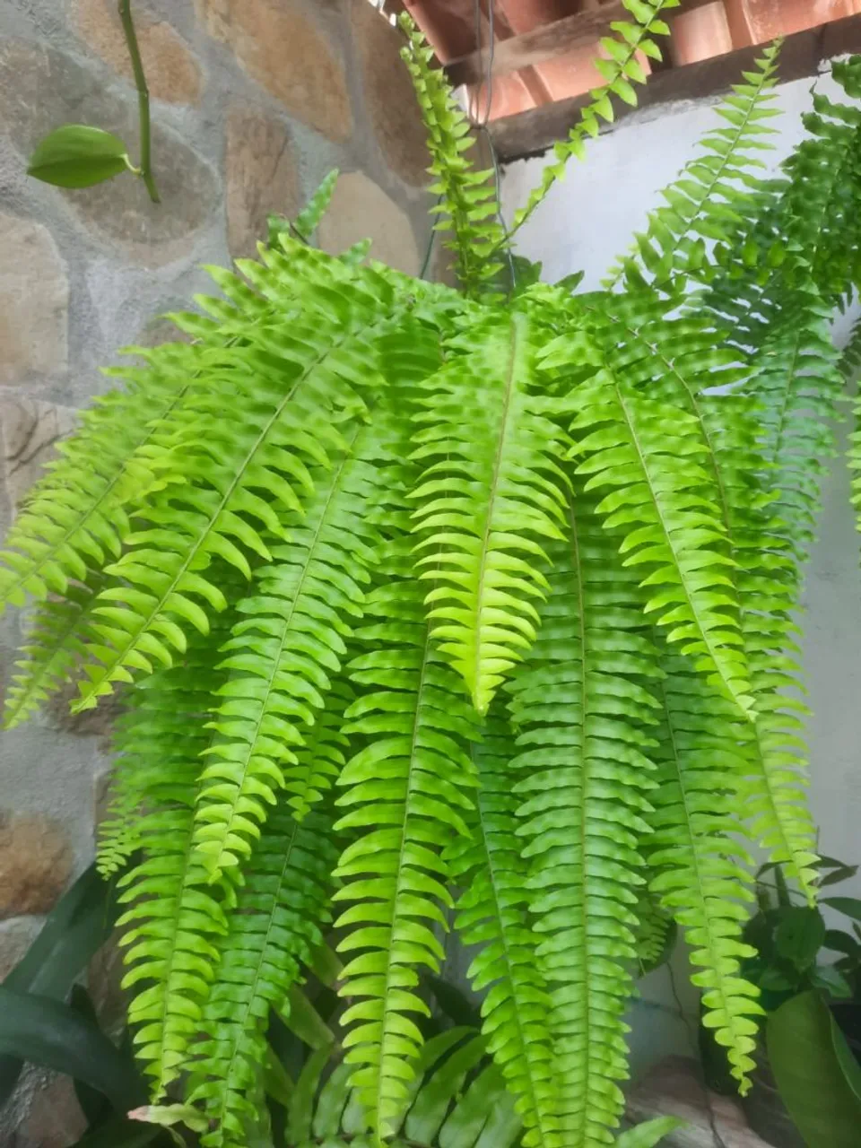 Samambaia exuberante para decorar seu jardim