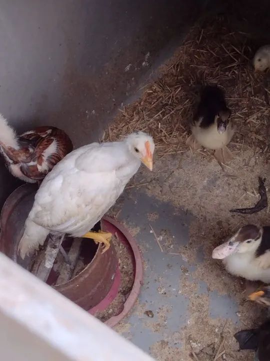 Vende se galo ,patos,e perus - Foto 3