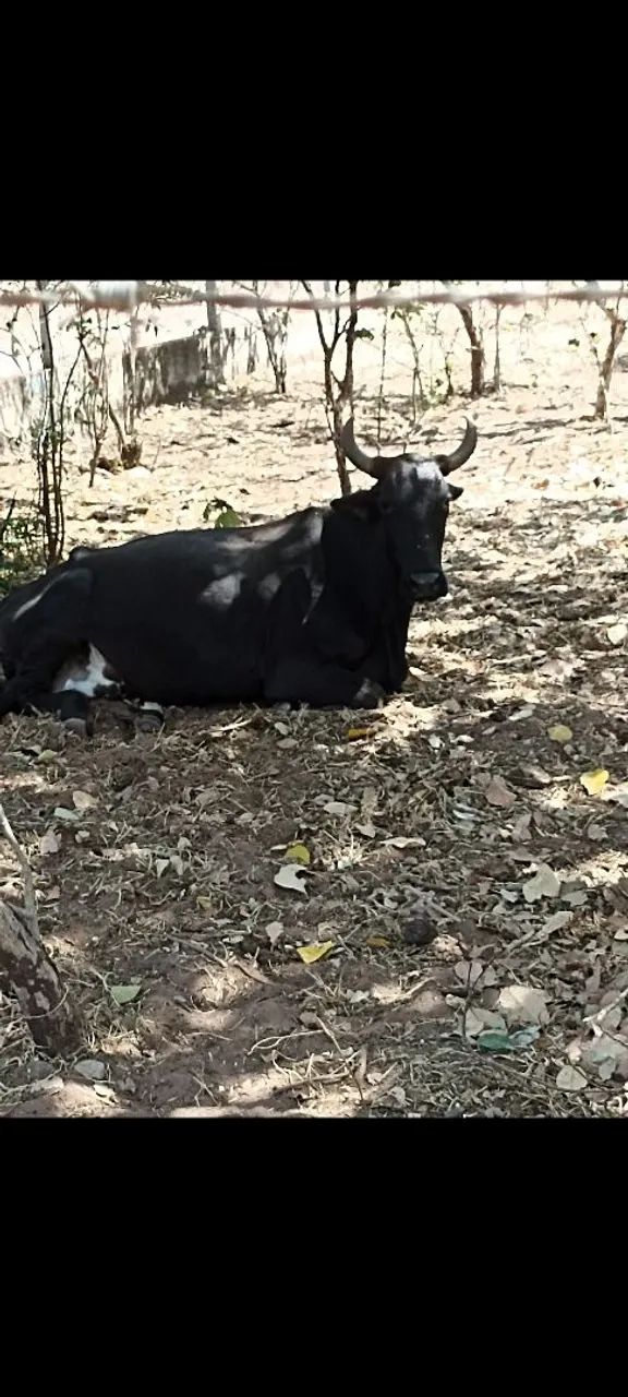 Gado/boi/vacas - Foto 2