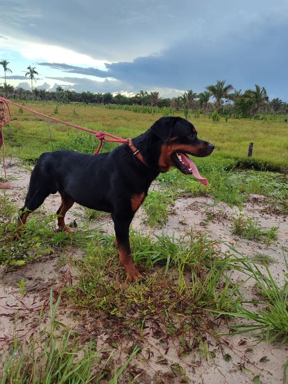 Rottweiler cabeça de touro  - Foto 2