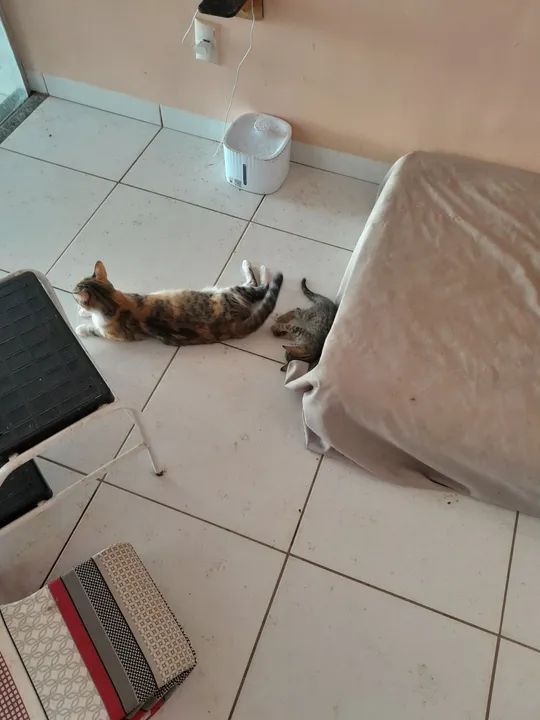 Duas gatinhas fofinhas para adoção! - Foto 2
