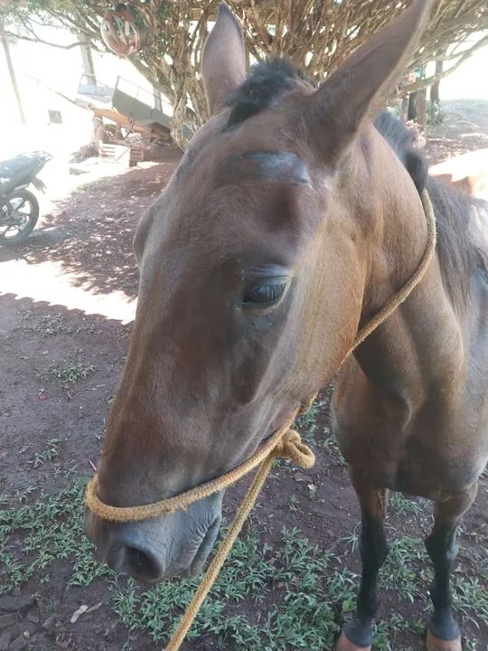 Podra 1400 no dinheiro pra vende rápido machadora - Foto 3