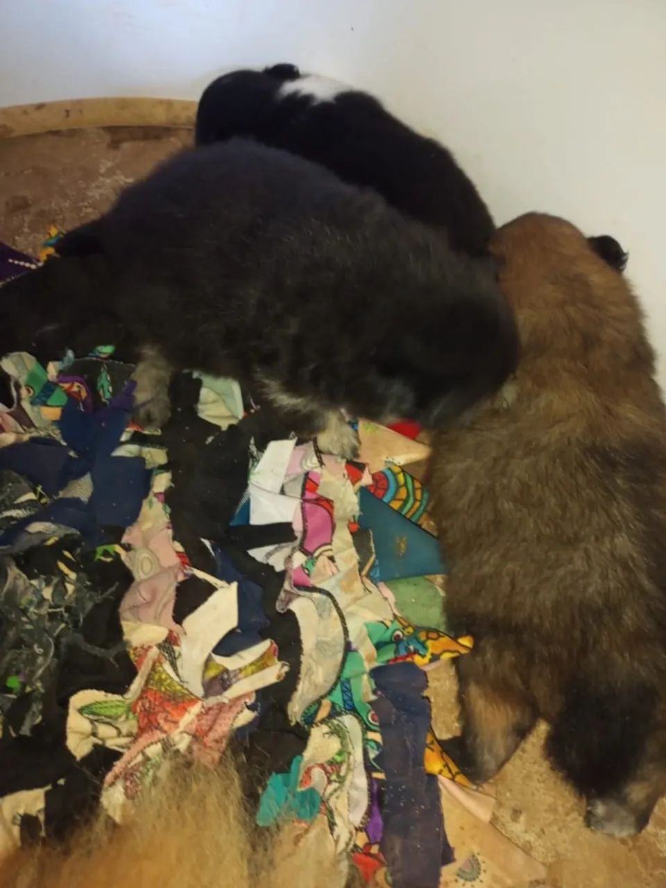 Lulu da Pomerânia Macho - Foto 5