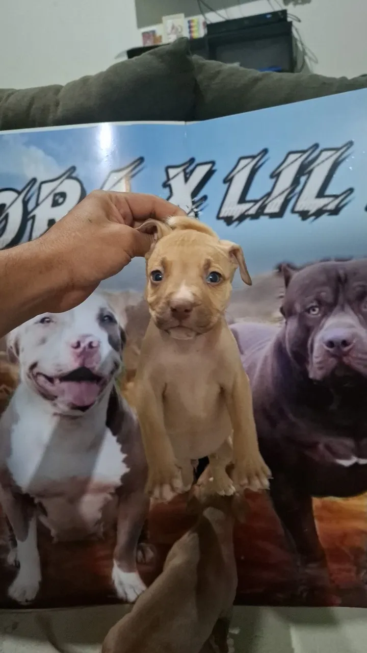 Vende filhotes de pitmonster pedigree IBC genética de campeões!!!