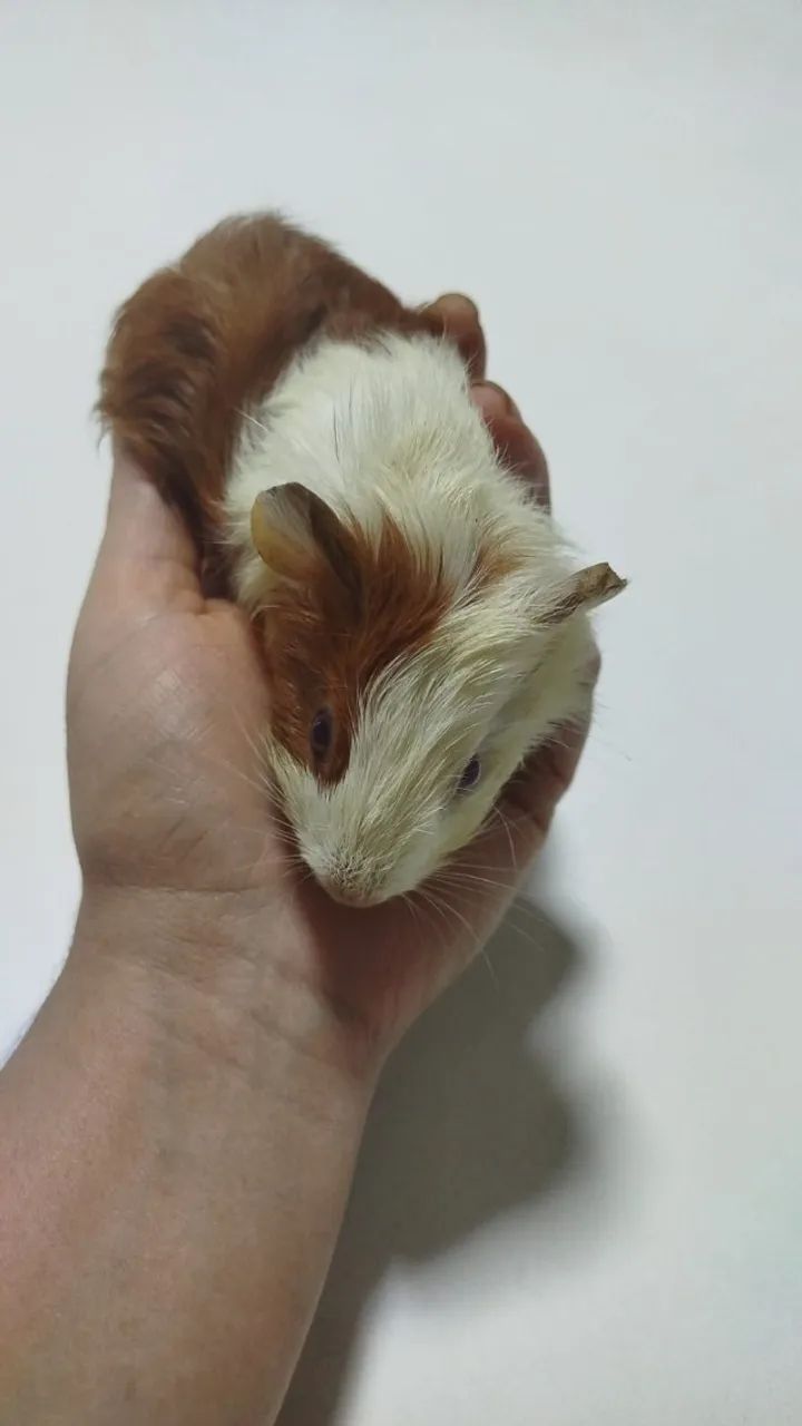 Porquinhos da Índia  - Foto 2