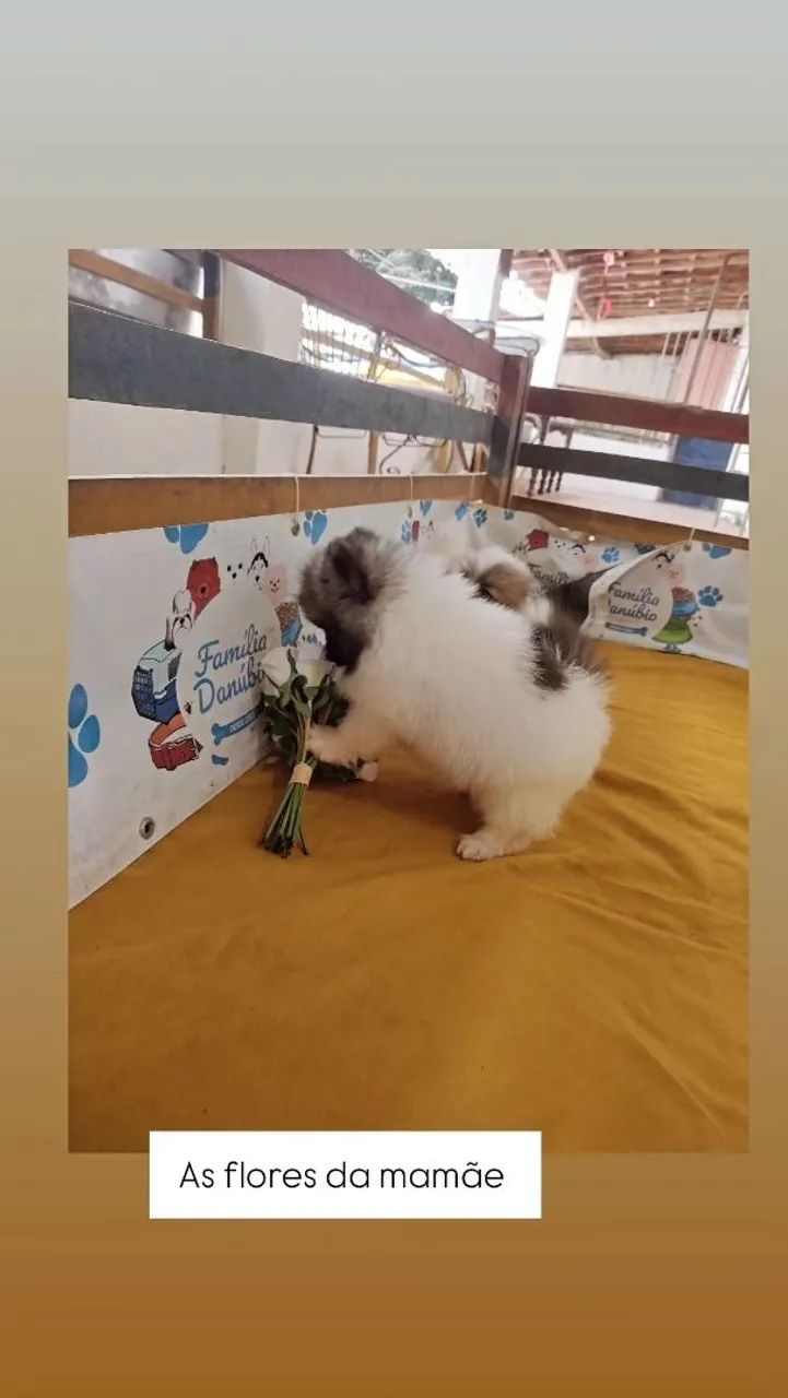 Lulu da Pomerânia saudável família pedigree cbkc