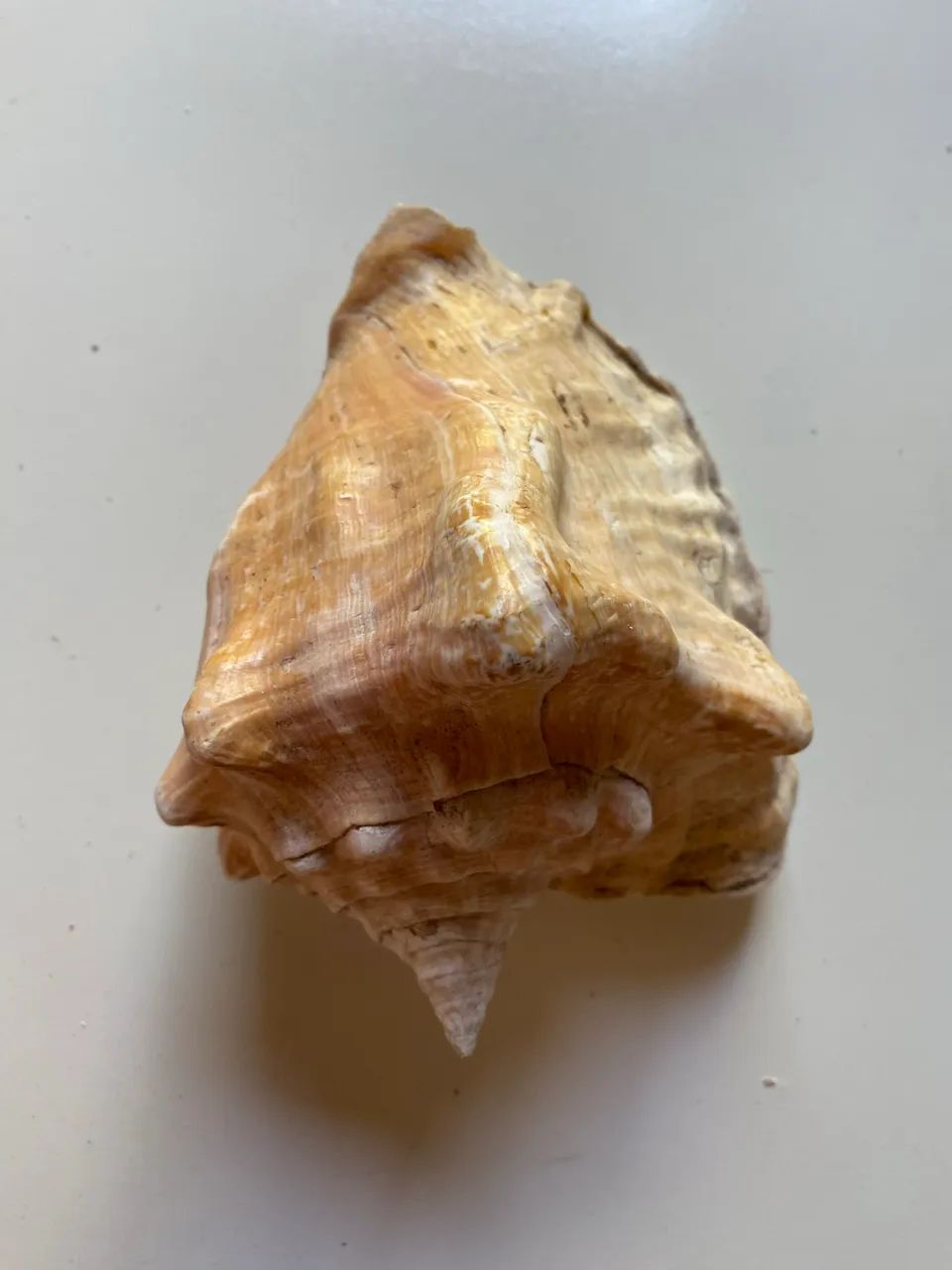 Concha natural antiga